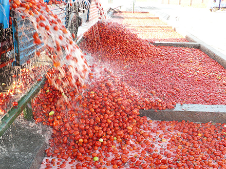 Tomato Processing Line